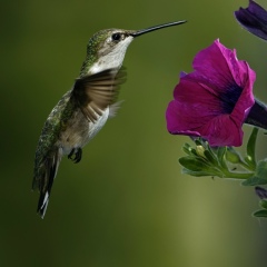 Малика Такенова, Астана