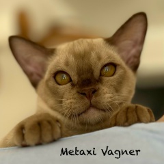 Александр Вольшонок, 17.03.1981, Орск