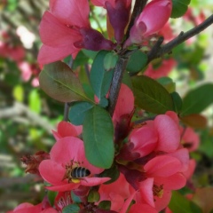 Светлана Радость, 09.09.1971, Азов