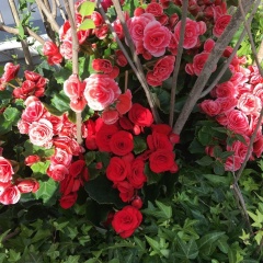 Дина Пистер, 08.10