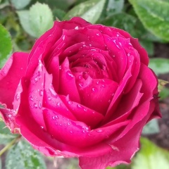 Елена Ковалева, 26.07.1966, Санкт-Петербург