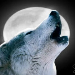 Шарапудин Магомедов, Санкт-Петербург