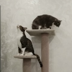 Ольга Закревская