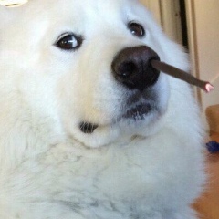 Вадик Рофланебаленко, 29.03