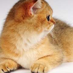 Анатолий Смирнов, 02.11.1971, Крымск