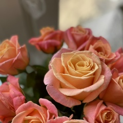 Анютка Анютка, 24.07, Москва