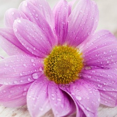 Фируза-Асылташ Аминова, 12.09.1986, Москва