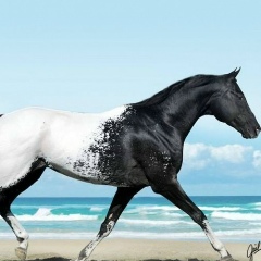 Алтынбек Шарипов, 08.06, Астана