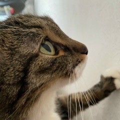 Ромина Шакуева, 10.10.1988, Москва