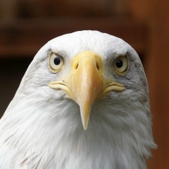 Тұңғышбай Молдахметов, Алматы