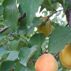 Иродльльитимт Ропрлапидп, 30.10.1993, Бейнеу