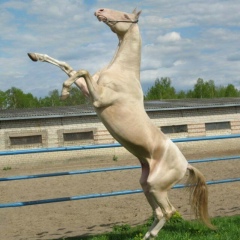 Магомед Максудов, 20.04, Хасавюрт