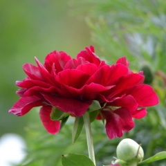 Татьяна Грызлова, 05.01, Локня