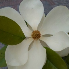 Неземная Любовь, 28.03.1984, Санкт-Петербург