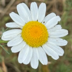 Ольга Бевзюк