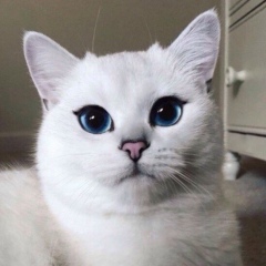 Аня Павлова, Якутск