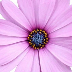 Ната П, Москва