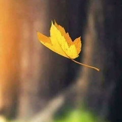 ေနျခည္ ေႏြးေႏြး, 08.01.1981