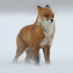 Stason Fox, 17.03, Москва