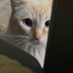 Чимис Чамзы, Кызыл