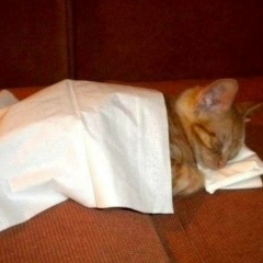 Соня Тараненко, Рамонь