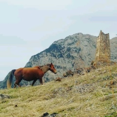 Деля Ц, Владикавказ
