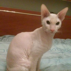 Айрат Айратович, Набережные Челны