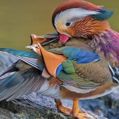 Youness Uness, 23.06.1985