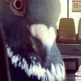 Финский Голубь, 20.07.1997