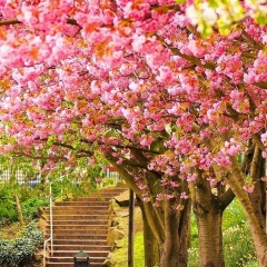 Salima Yusupova, 30.09, Алматы