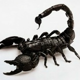 Scorpion Noirscorpion, 16.11.1987, Alger