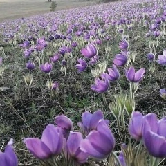 Алена Пановицына, 25.01, Санкт-Петербург