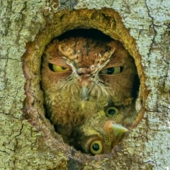 Светлана Суровова, 20.12