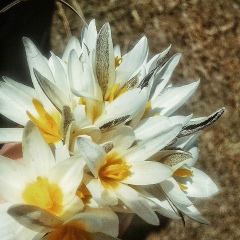 Кристина Пикулина, 24.03.2001, Бишкек