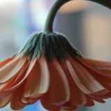 Марина Силаева, 28.04, Praha