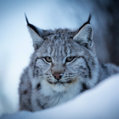 Андрей Смирнов, 11.07.1979, Санкт-Петербург