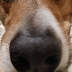 Владимир Игнахин, Деревянное