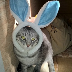 Святослав Катаев, 30.12.1990, Москва