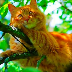 Ирина Григорец-Рыбкина, 26.01.1964