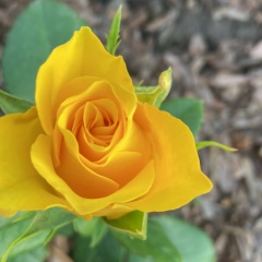 Залина Бураева, 06.01.1965