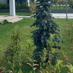 Ercan Oz, İstanbul