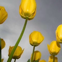 Сергей Курилов, 22.12.1982, Шувалово