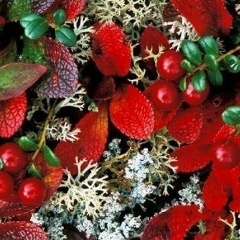 Анастасия Малахова, 17.03, Пермь