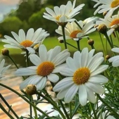 Гузель Хажиева, 12.06, Лангепас