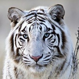 Иван Веллметов, 30.03, Бердск