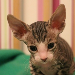 Станислав Попов, 29.06.1978, Санкт-Петербург