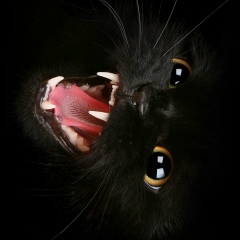 Lurk @pTimisT, 14.02