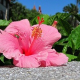 Ульяна Сушкова, 19.12, Orlando