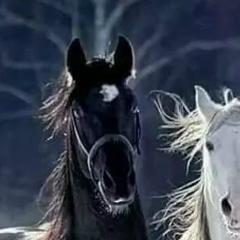 Шах Эйвазов, 16.03, Новосибирск