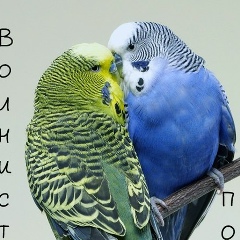 Антон Μамонтов, 01.10.1995, Москва